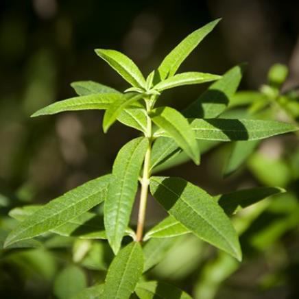 Natural active Verbena